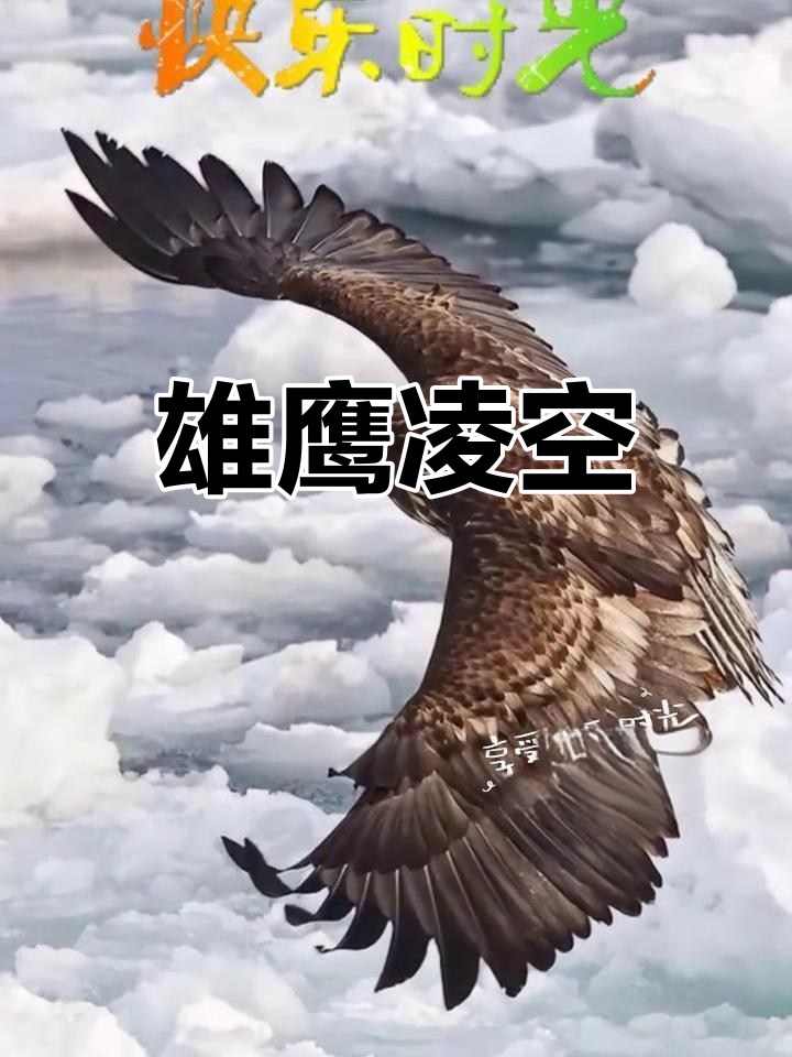 腓特烈港力擒对手，雄鹰展翅飞翔